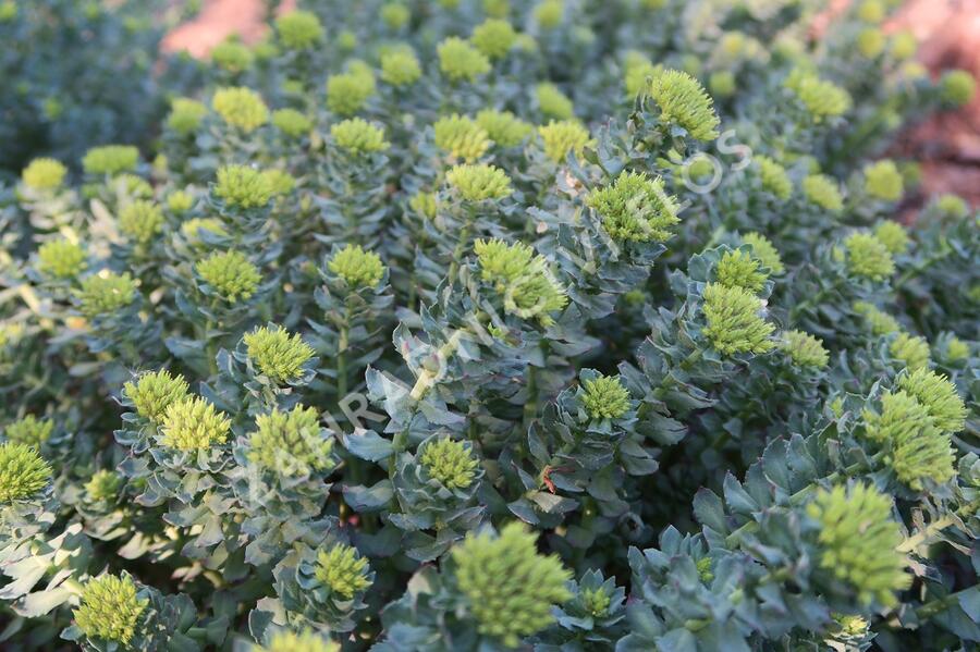 Rozchodnice růžová - Rhodiola rosea