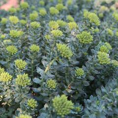 Rozchodnice růžová - Rhodiola rosea