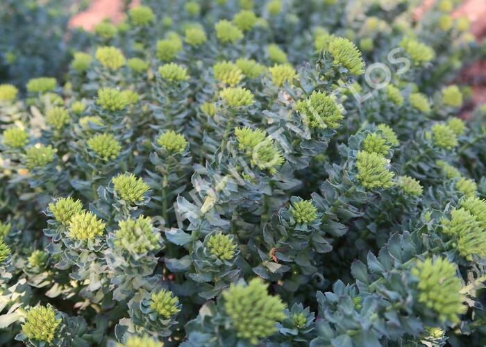 Rozchodnice růžová - Rhodiola rosea