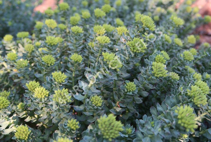 Rozchodnice růžová - Rhodiola rosea