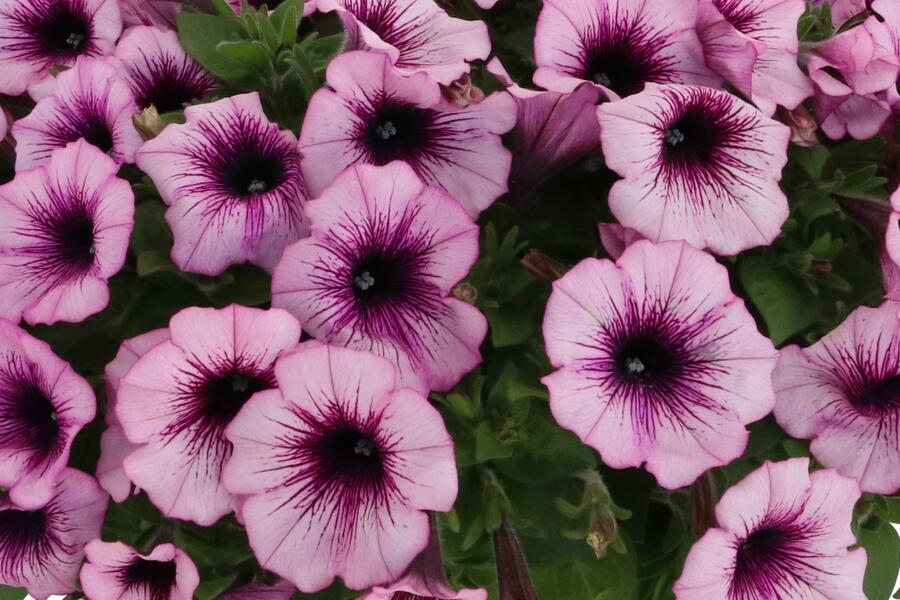 Petúnie 'Surprise Raspberry Gem' - Petunia hybrida 'Surprise Raspberry Gem'