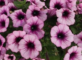 Petúnie 'Surprise Raspberry Gem' - Petunia hybrida 'Surprise Raspberry Gem'