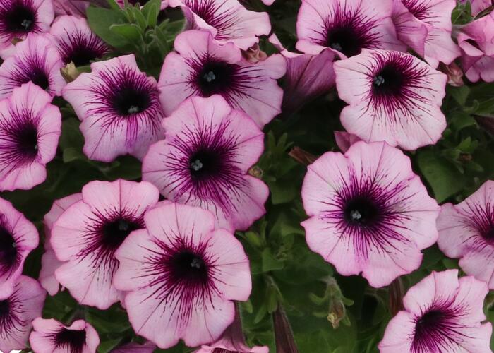 Petúnie 'Surprise Raspberry Gem' - Petunia hybrida 'Surprise Raspberry Gem'