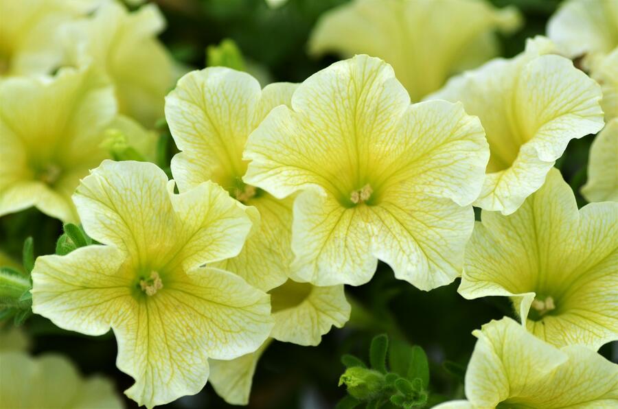 Petúnie 'Sweet Pleasure Yellow' - Petunia hybrida 'Sweet Pleasure Yellow'