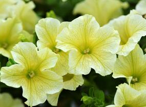 Petúnie 'Sweet Pleasure Yellow' - Petunia hybrida 'Sweet Pleasure Yellow'