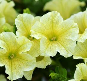 Petúnie 'Sweet Pleasure Yellow' - Petunia hybrida 'Sweet Pleasure Yellow'