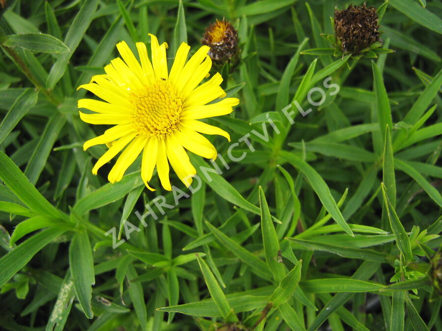 Oman mečolistý 'Compacta' - Inula ensifolia 'Compacta'