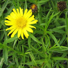 Oman mečolistý 'Compacta' - Inula ensifolia 'Compacta'