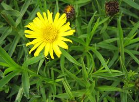 Oman mečolistý 'Compacta' - Inula ensifolia 'Compacta'
