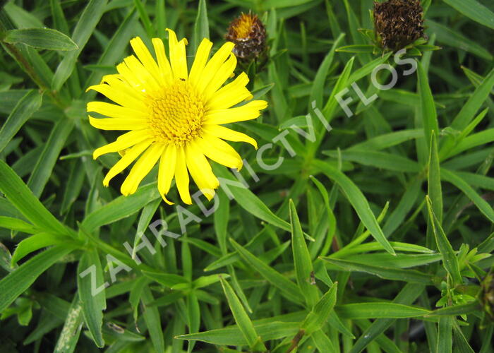 Oman mečolistý 'Compacta' - Inula ensifolia 'Compacta'
