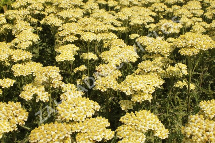 Řebříček obecný 'Summer Fruits Lemon' - Achillea millefolium 'Summer Fruits Lemon'