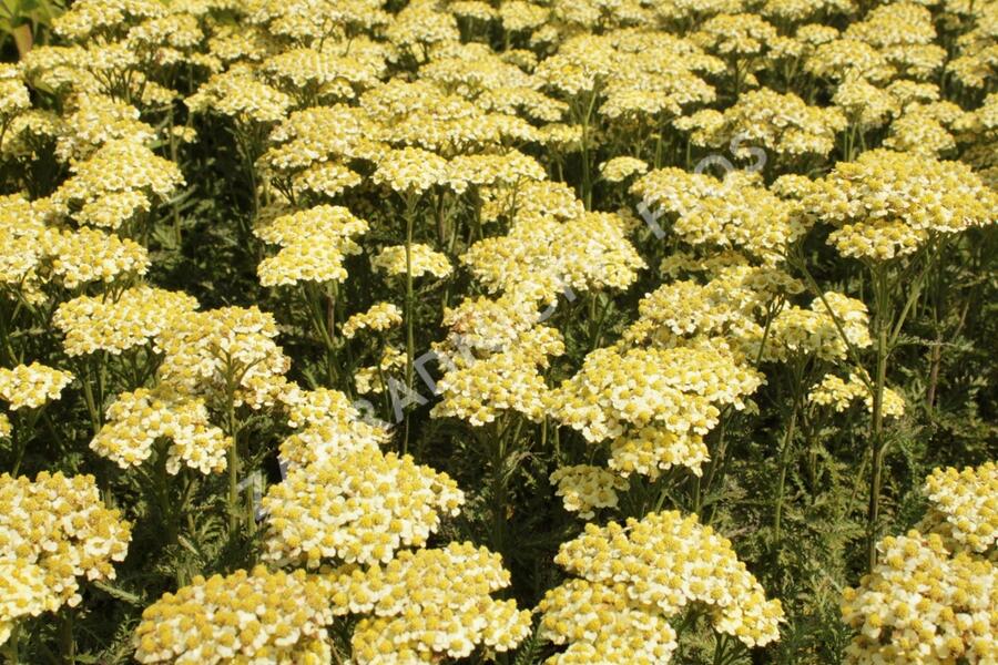 Řebříček obecný 'Summer Fruits Lemon' - Achillea millefolium 'Summer Fruits Lemon'