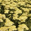 Řebříček obecný 'Summer Fruits Lemon' - Achillea millefolium 'Summer Fruits Lemon'