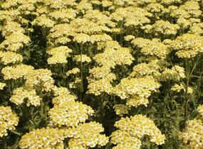 Řebříček obecný 'Summer Fruits Lemon' - Achillea millefolium 'Summer Fruits Lemon'