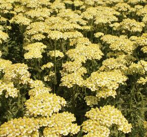 Řebříček obecný 'Summer Fruits Lemon' - Achillea millefolium 'Summer Fruits Lemon'