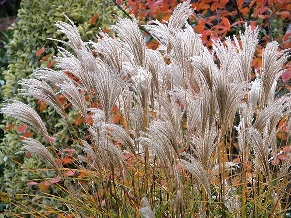 Ozdobnice čínská 'Rotsilber' - Miscanthus sinensis 'Rotsilber'