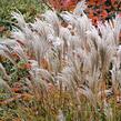 Ozdobnice čínská 'Rotsilber' - Miscanthus sinensis 'Rotsilber'