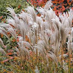 Ozdobnice čínská 'Rotsilber' - Miscanthus sinensis 'Rotsilber'