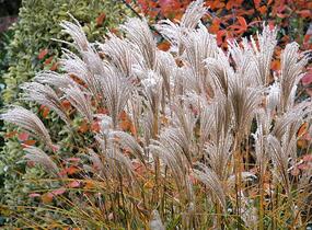Ozdobnice čínská 'Rotsilber' - Miscanthus sinensis 'Rotsilber'