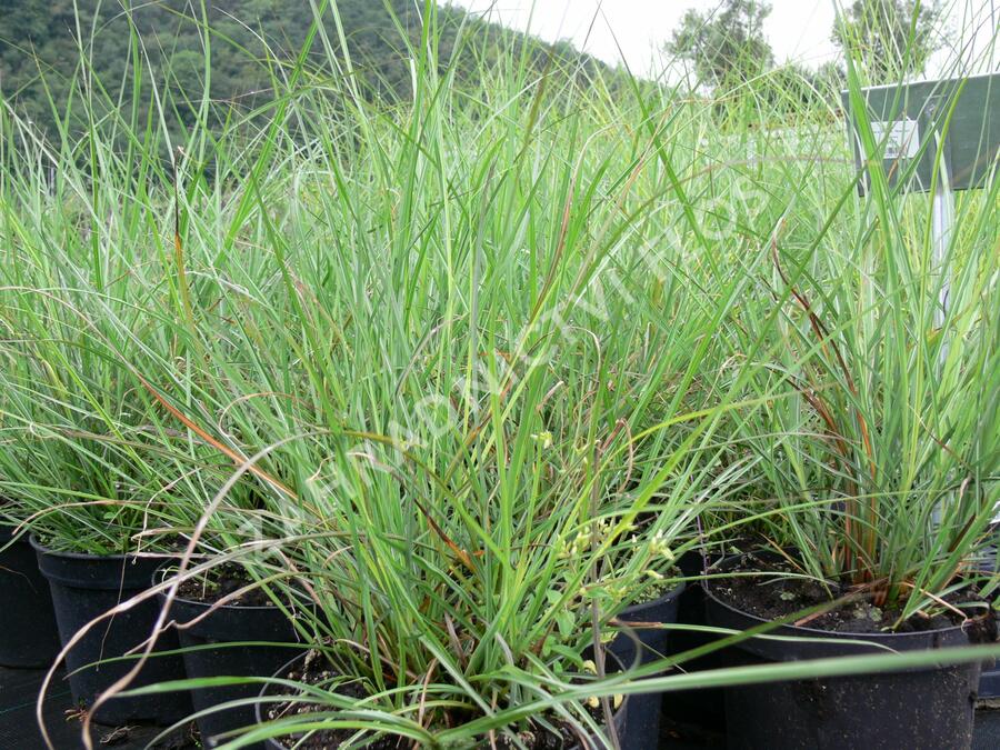 Ozdobnice čínská 'Rotsilber' - Miscanthus sinensis 'Rotsilber'