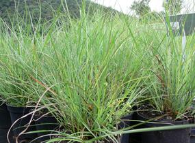 Ozdobnice čínská 'Rotsilber' - Miscanthus sinensis 'Rotsilber'