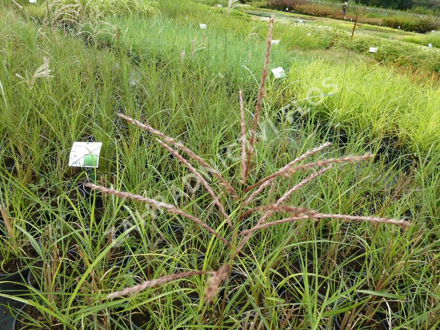 Ozdobnice čínská 'Rotsilber' - Miscanthus sinensis 'Rotsilber'