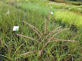 Ozdobnice čínská 'Rotsilber' - Miscanthus sinensis 'Rotsilber'