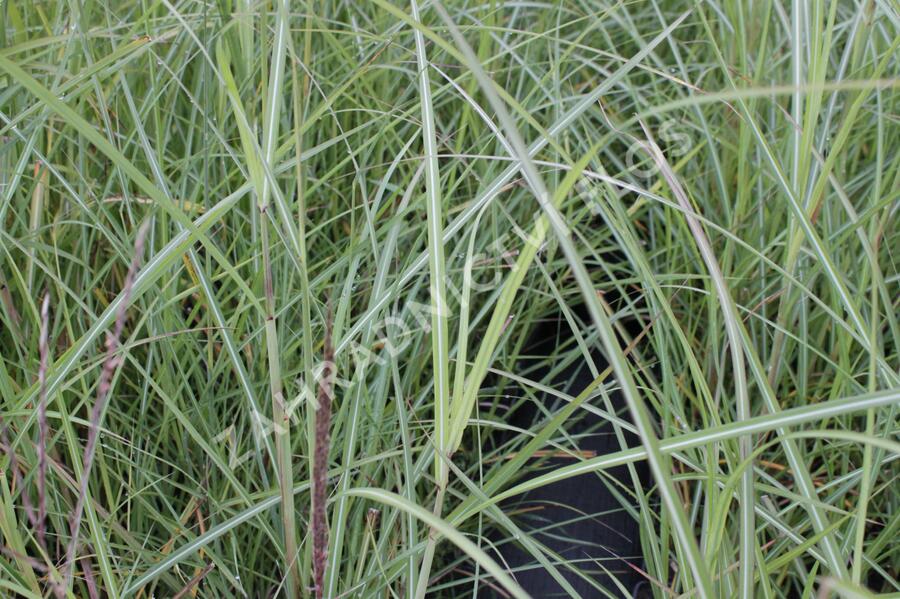 Ozdobnice čínská 'Rotsilber' - Miscanthus sinensis 'Rotsilber'