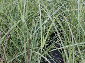 Ozdobnice čínská 'Rotsilber' - Miscanthus sinensis 'Rotsilber'