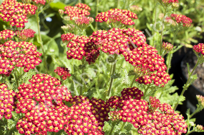 Řebříček obecný 'Desert Eve Red' - Achillea millefolium 'Desert Eve Red'