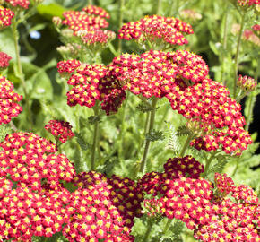 Řebříček obecný 'Desert Eve Red' - Achillea millefolium 'Desert Eve Red'