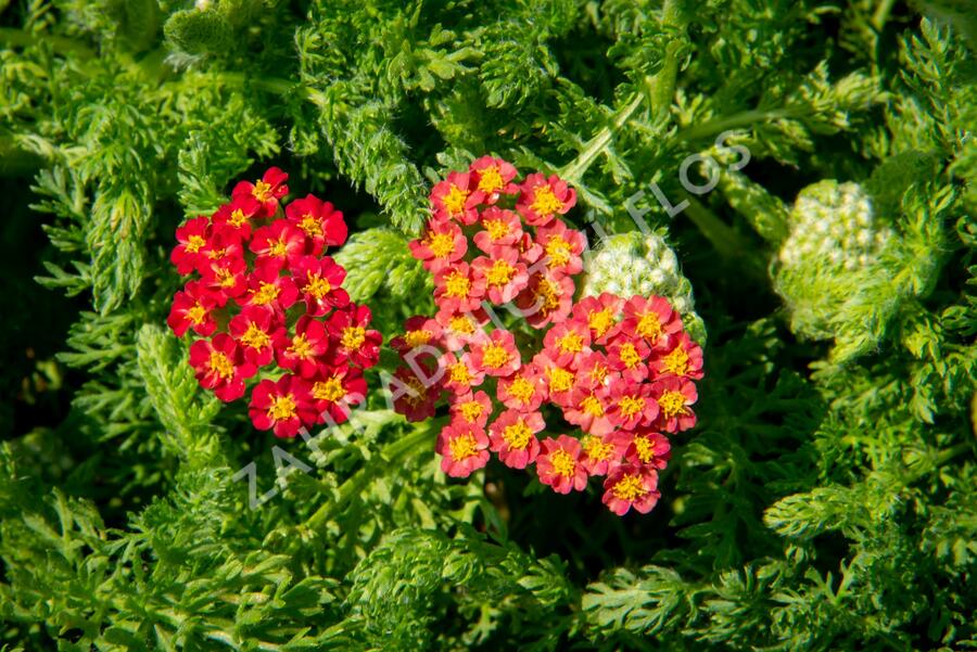 Řebříček obecný 'Desert Eve Red' - Achillea millefolium 'Desert Eve Red'