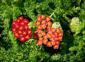 Řebříček obecný 'Desert Eve Red' - Achillea millefolium 'Desert Eve Red'
