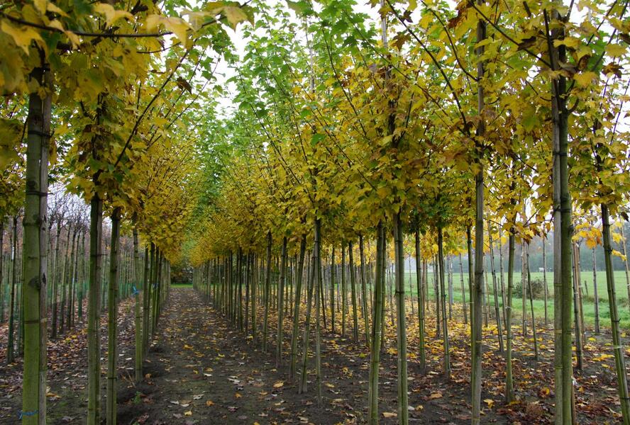 Javor Freemanův 'Armstrong' - Acer freemanii 'Armstrong'