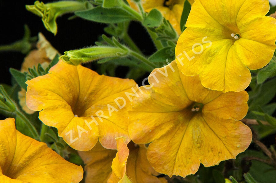 Petúnie 'Chameletunia Mango' - Petunia hybrida 'Chameletunia Mango'