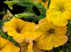 Petúnie 'Chameletunia Mango' - Petunia hybrida 'Chameletunia Mango'