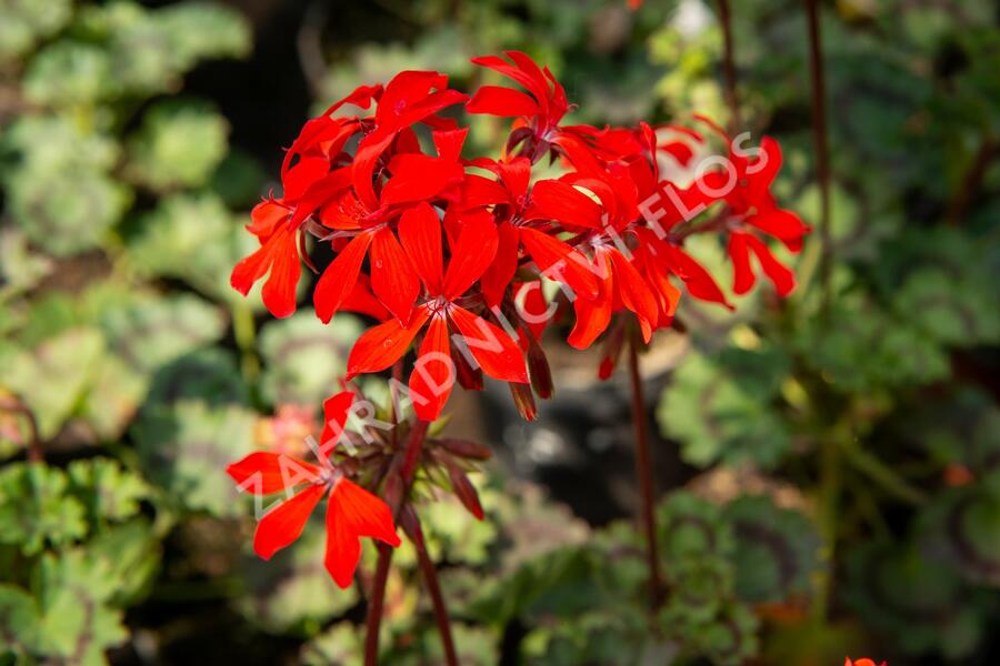 Muškát, pelargonie páskatá 'Miluška' - Pelargonium zonale 'Miluška'