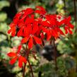 Muškát, pelargonie páskatá 'Miluška' - Pelargonium zonale 'Miluška'