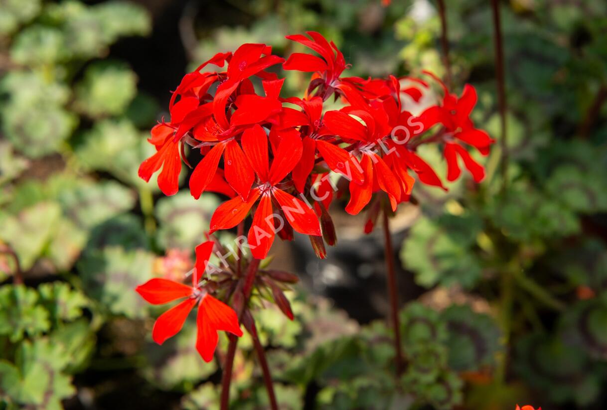 Muškát, pelargonie páskatá 'Miluška' - Pelargonium zonale 'Miluška'