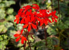 Muškát, pelargonie páskatá 'Miluška' - Pelargonium zonale 'Miluška'