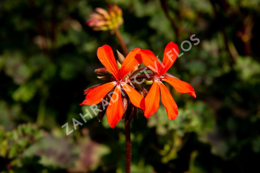 Muškát, pelargonie páskatá 'Miluška' - Pelargonium zonale 'Miluška'