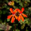 Muškát, pelargonie páskatá 'Miluška' - Pelargonium zonale 'Miluška'