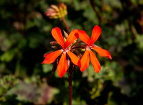 Muškát, pelargonie páskatá 'Miluška' - Pelargonium zonale 'Miluška'