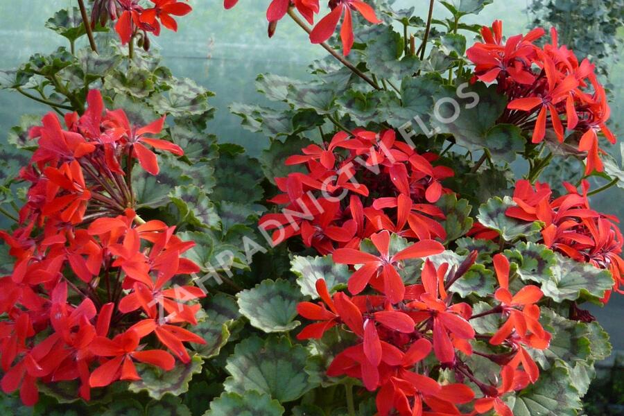 Muškát, pelargonie páskatá 'Miluška' - Pelargonium zonale 'Miluška'