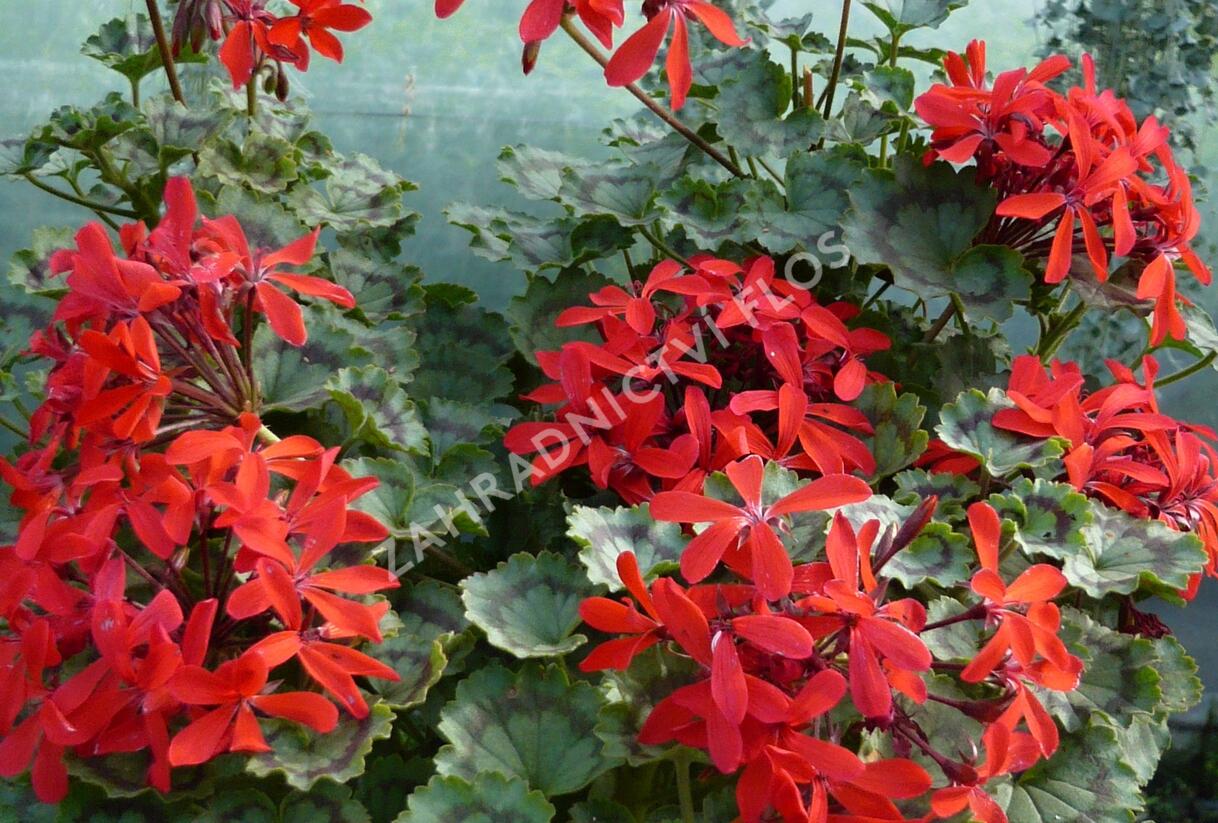 Muškát, pelargonie páskatá 'Miluška' - Pelargonium zonale 'Miluška'