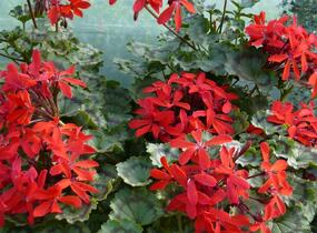 Muškát, pelargonie páskatá 'Miluška' - Pelargonium zonale 'Miluška'