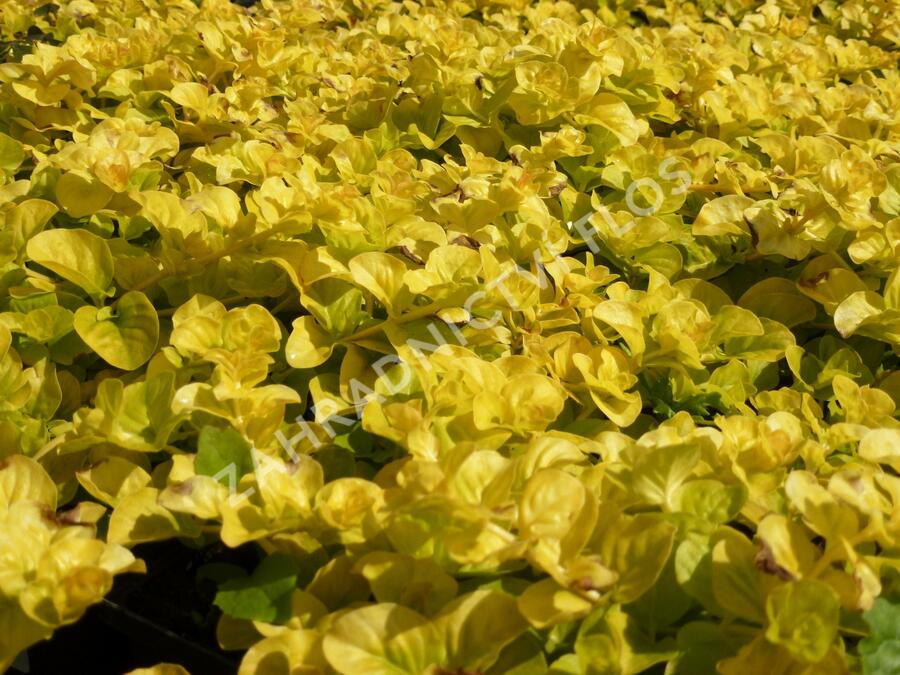 Vrbina penízková 'Goldilocks' - Lysimachia nummularia 'Goldilocks'