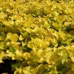 Vrbina penízková 'Goldilocks' - Lysimachia nummularia 'Goldilocks'