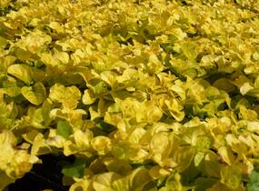 Vrbina penízková 'Goldilocks' - Lysimachia nummularia 'Goldilocks'
