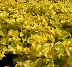 Vrbina penízková 'Goldilocks' - Lysimachia nummularia 'Goldilocks'